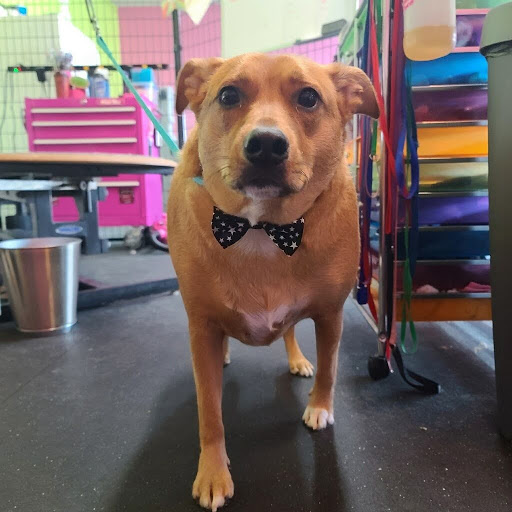 Eagles Wings Therapeutic Riding & Equine Assisted Learning Center