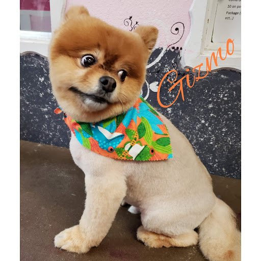 All 4 Paws Grooming Rating 4.8 & 109 Votes 301 W Edgewood Dr 10B, Friendswood, TX 77546